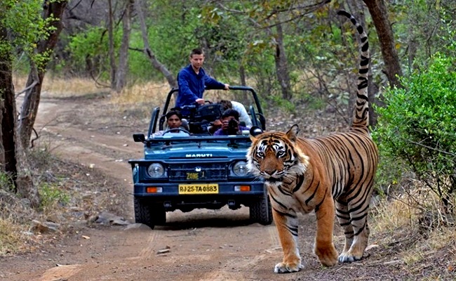 Ranthambore Jeep Safari Tour